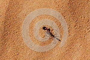 Sahara Desert Ant Cataglyphis bicolor walking through the hot sand.