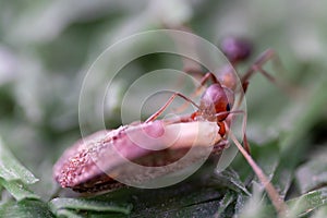 Sahara Desert Ants Cataglyphis nodus macrophotography busily pulling seed in United Arab Emirates. Teamwork hardwork, and