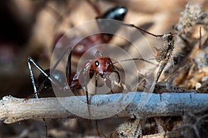 Sahara Desert Ants Cataglyphis nodus macrophotography busily working, United Arab Emirates. Teamwork hardwork, and