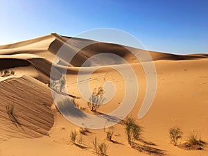 Sahara Desert, Beni Abbes, Bechar, Algeria