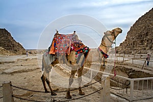 Sahara desert camel