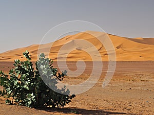 Sahara desert dune in Erg Chebbi