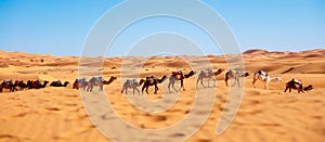 Sahara Desert Dunes and Camel