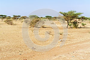 Sahara desert landscape near Khartoum in Sudan photo