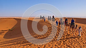 Sahara Desert, Morocco - November 2019: A caravan of camels going on Sahara Desert in Morocco