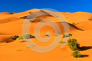 The Sahara Desert, Morocco. photo