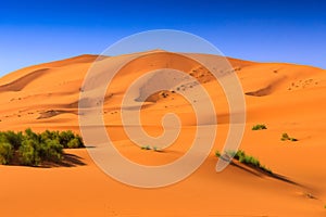 The Sahara Desert, Morocco. photo