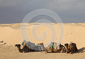 Sahara desert Tunisia, Ghlissia Kebili