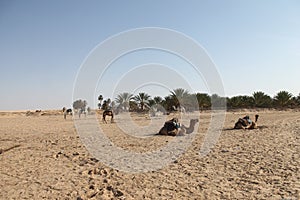 Sahara desert Tunisia, Ghlissia Kebili