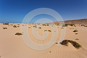 Sahara desert in Western Sahara