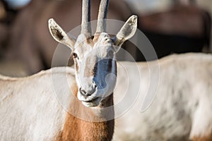 The Sahara oryx