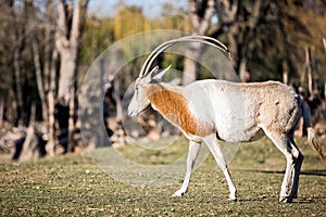 The Sahara oryx