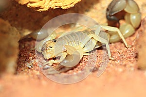 Sahara scorpion