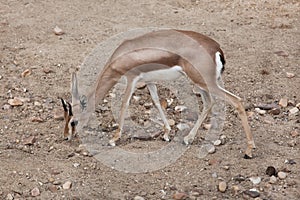 Saharan dorcas gazelle Gazella dorcas