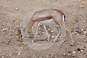 Saharan dorcas gazelle Gazella dorcas photo