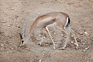 Saharan dorcas gazelle Gazella dorcas photo