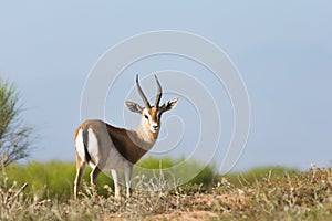 Saharan dorcas gazelle in the Souss-Massa National Park, Agadir, Morocco