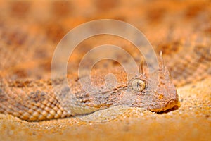 Saharan horned desert viper, Cerastes cerastes, in Northern Africa. Supraorbital