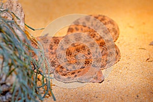 Saharan horned desert viper, Cerastes cerastes, in Northern Africa. Supraorbital