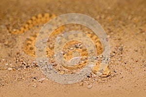 Saharan horned desert viper, Cerastes cerastes, sand, Northern Africa. Supraorbital