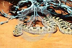 Saharan Horned Viper