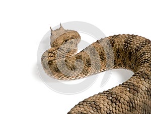 Saharan horned viper against white background