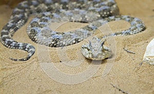 Saharan horned viper (Cerastes cerastes) in the sand