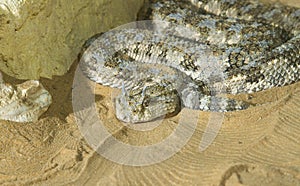 Saharan horned viper (Cerastes cerastes) in the sand