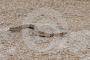 Saharan horned viper, Cerastes cerastes, snake