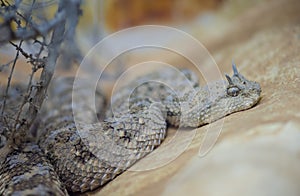 Saharan horned viper or the horned desert viper