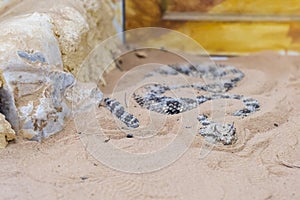 Saharan horned viper or the horned desert viper Cerastes cerastes in sand