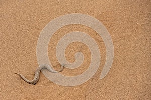 Saharan horned viper, snake in the sand