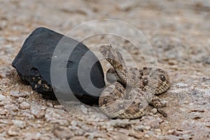 Saharan horned viper, snake in the sand