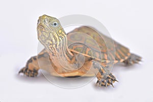 Saharan pond turtle, Mauremys leprosa saharica