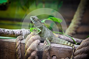 Saharan Spiny Tailed Lizard