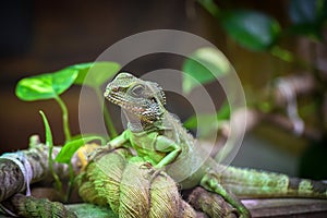 Saharan Spiny Tailed Lizard