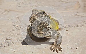 Saharan Spiny-tailed Lizard, Morocco