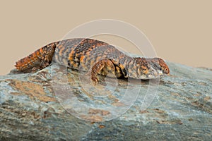 Saharan Spiny Tailed Lizard Uromastyx Geyri