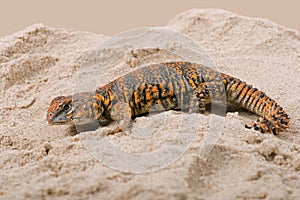 Saharan Spiny Tailed Lizard Uromastyx Geyri