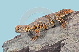 Saharan Spiny Tailed Lizard Uromastyx geyri