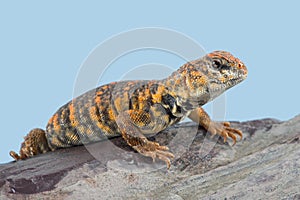 Saharan Spiny Tailed Lizard Uromastyx geyri