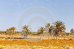 Saharan Splendor: Palm Trees Amidst Tunisia\'s Desert Terrain