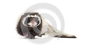 Saharan striped polecat, Ictonyx libycus, walking towards the camera isolated on white