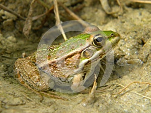 Saharan water frog