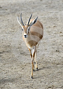 Saharawi Dorcas Gazelle