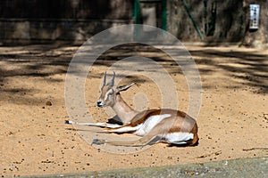 Saharian dorcas gazelle Gazella dorcas osiris in zoo Barcelona