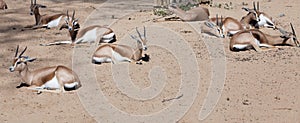 Saharian Dorcas Gazelles on sand