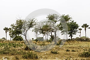 Sahel landscape