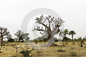 Sahel landscape with a baobab