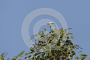 Sahelscharrelaar, Abyssinian Roller, Coracias abyssinicus